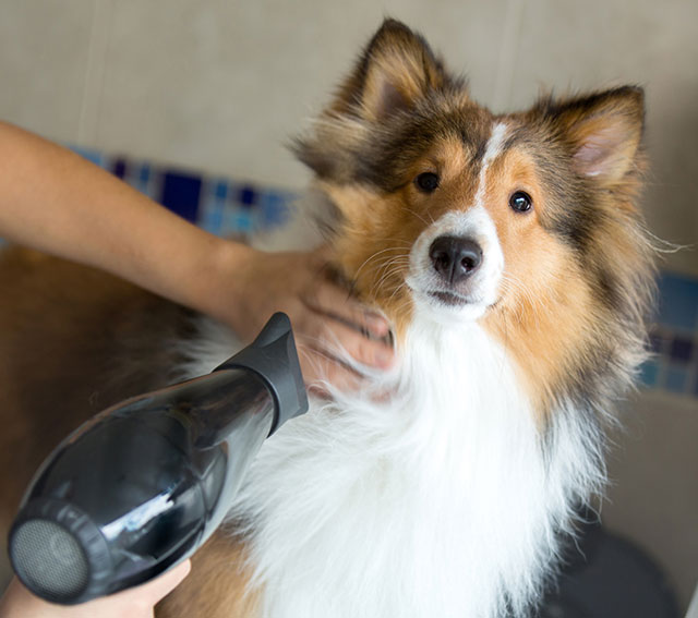 Brushing your dog's hair