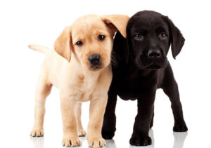 Choosing the right puppy to buy