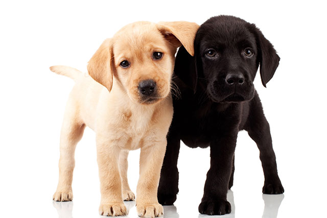 Choosing the right puppy to buy