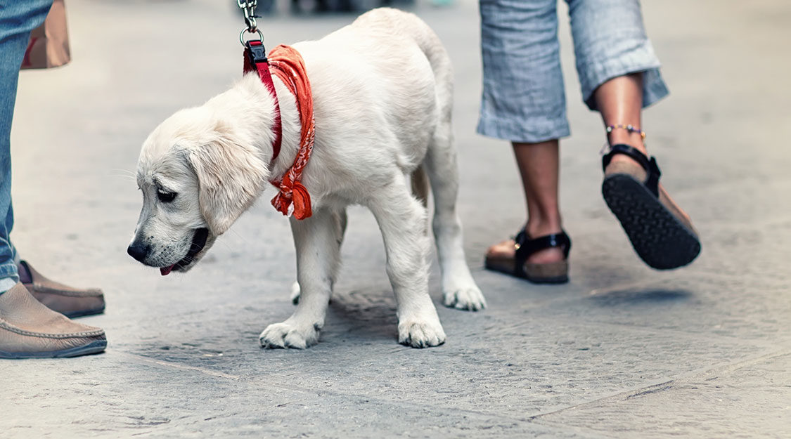 City dog training