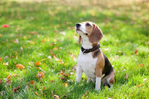 Clicker training for dogs