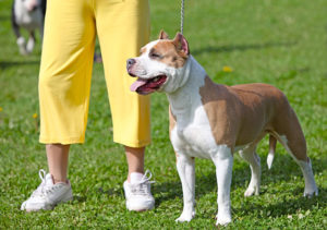 Dog breed training groups