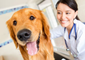 Dog diet recommended by veterinarian