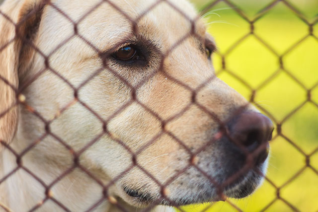 Dog fence