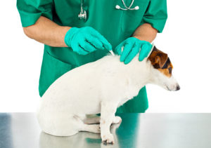 Dog flea treatment