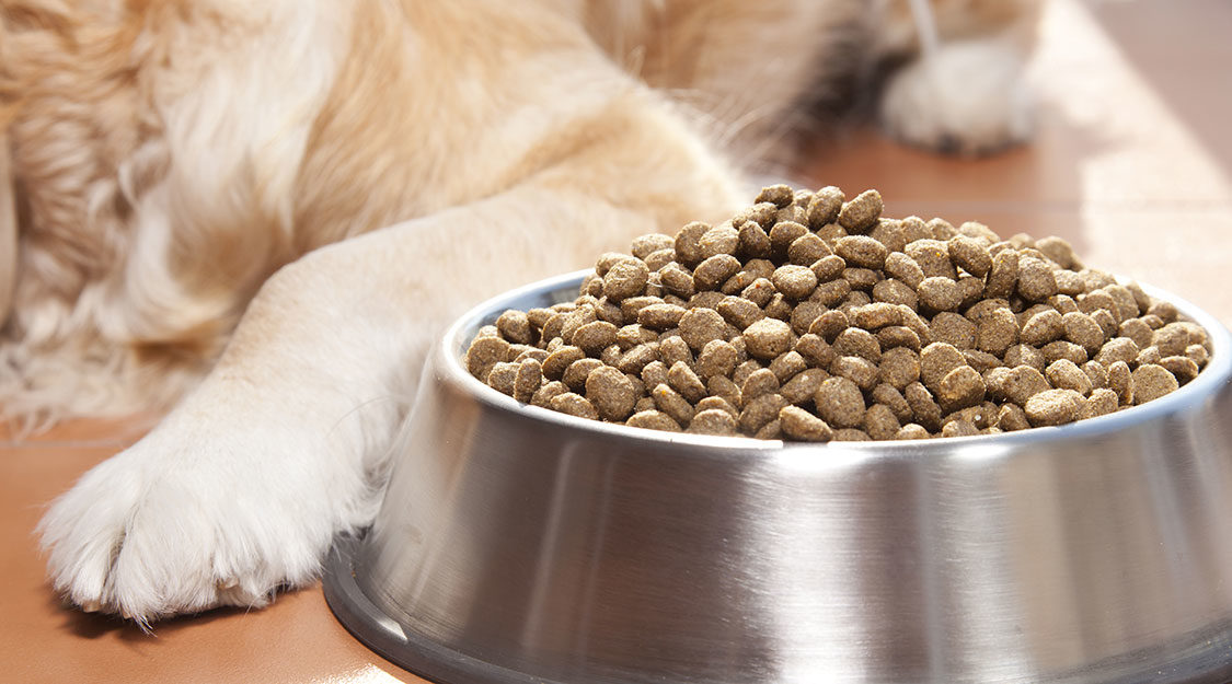 Dog food and nutrition