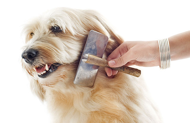 Dog grooming brushes