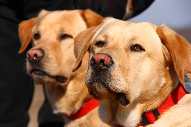 Dog leash training rules