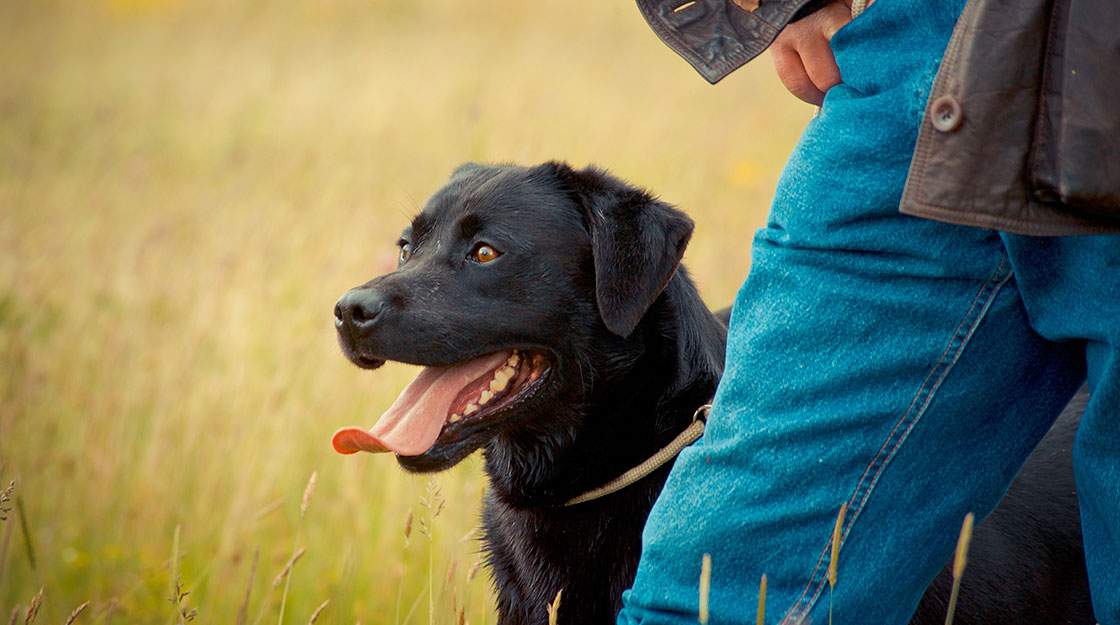 Dog trainer