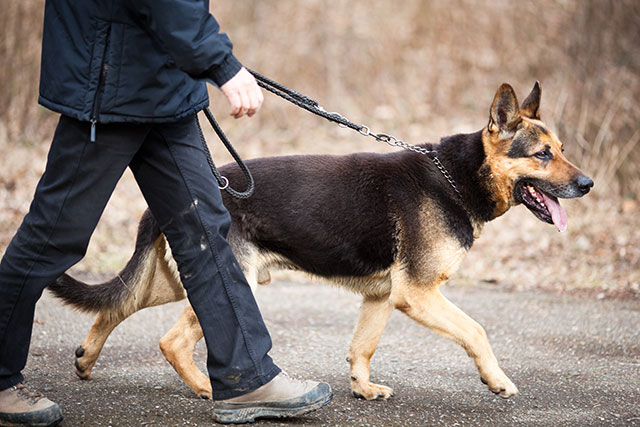 Some Leash Training Helps a German Shepherd Puppy Learn to Heel: Dog Gone  Problems