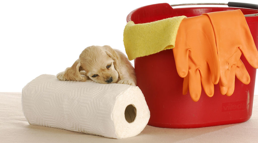 How to housebreak a puppy