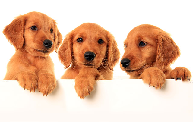 How to choose the perfect puppy