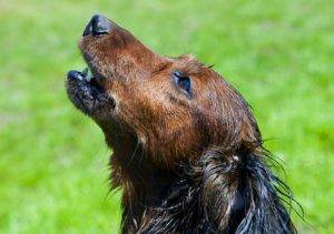 Dog barking in garden