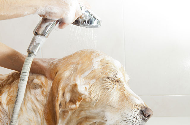 how often should you shampoo your dog