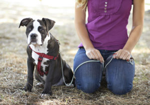 Leash training