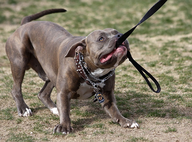 Leash training a bulldog