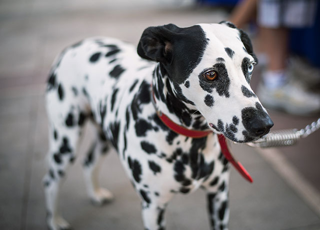 Loose leash dog training