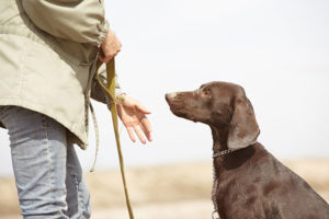 Dog obedience training