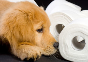 Potty train your dog