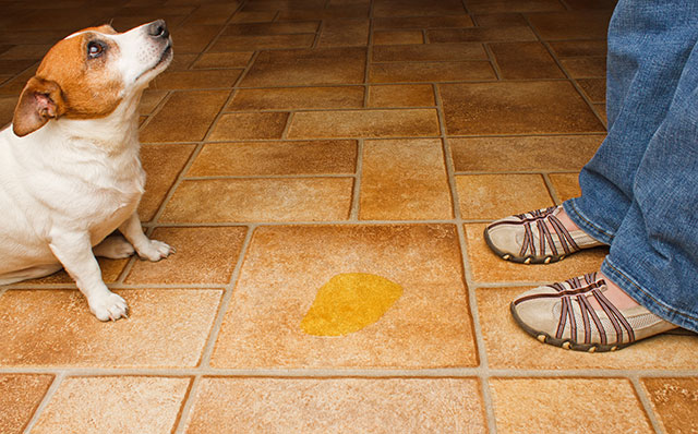 Potty training dogs