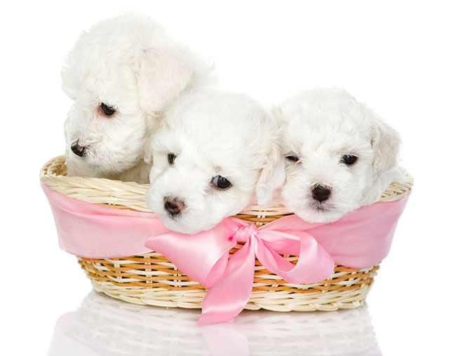 https://www.puppyinstitute.com/wp-content/uploads/puppy-present.jpg