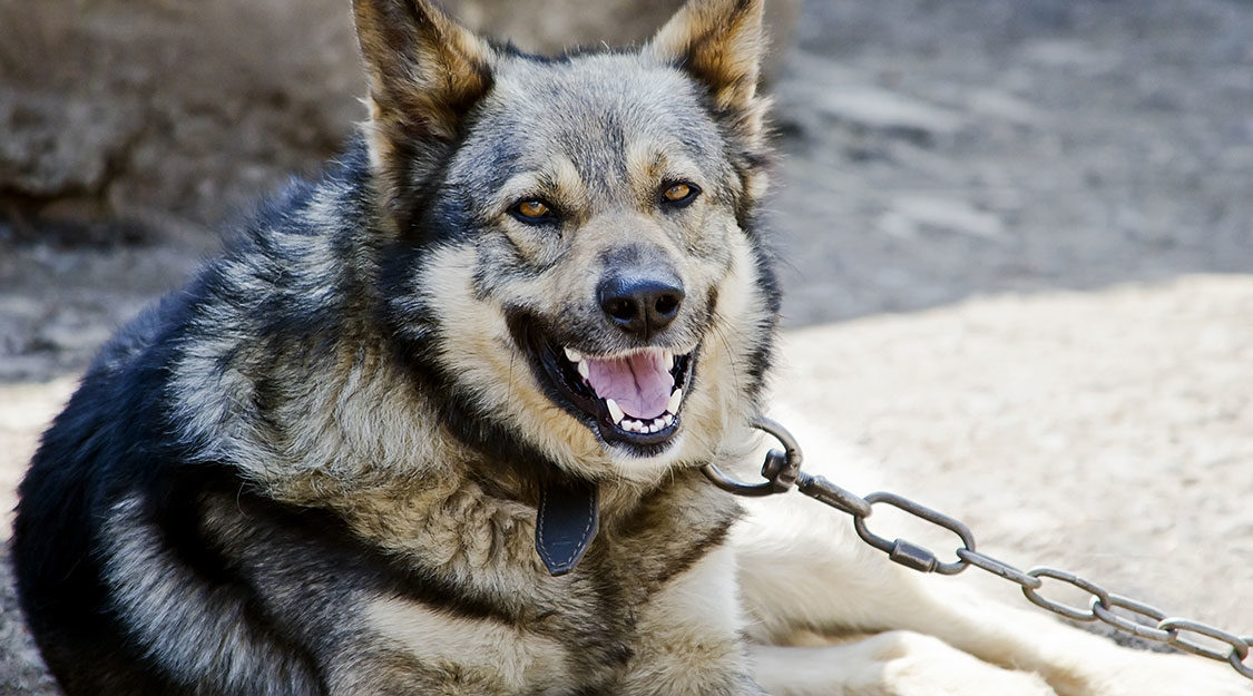 Security dog training