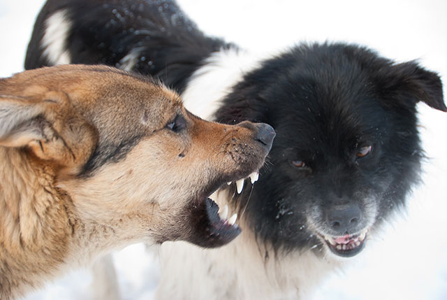 how can i help my dog with territorial aggression