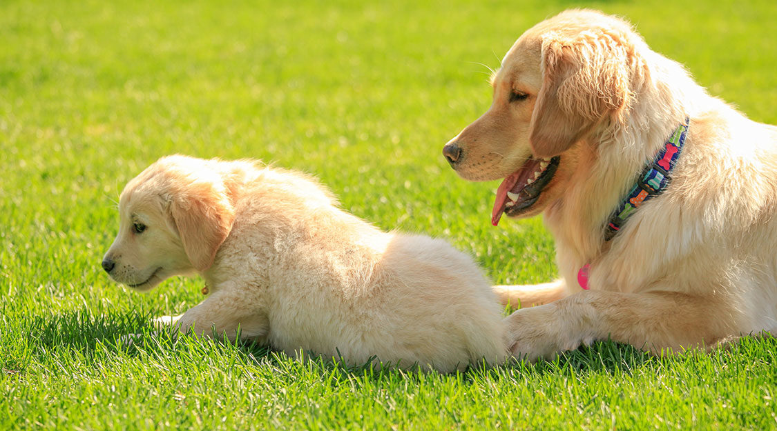 Training a puppy