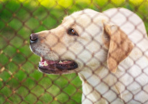 Dog behind fence