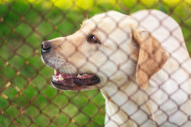 Dog behind fence