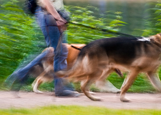 Dog owner walking 2 dogs